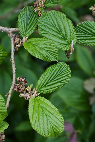 Hamamelis vernalis